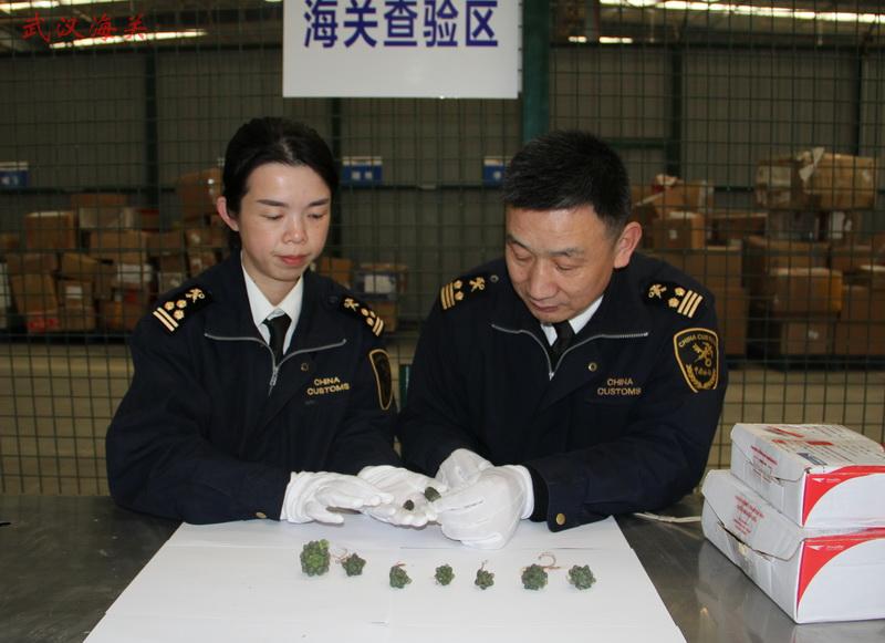 3月2日,驻邮局办事处查获濒危植物两株。该处从1件自泰国寄往武汉的邮包中,查获1批仙人掌科植物。经国家林业局森林公安司法鉴定中心鉴定,其中两株属于《濒危野生动植物种国际贸易公约(CITES)》目录中所列濒危植物。