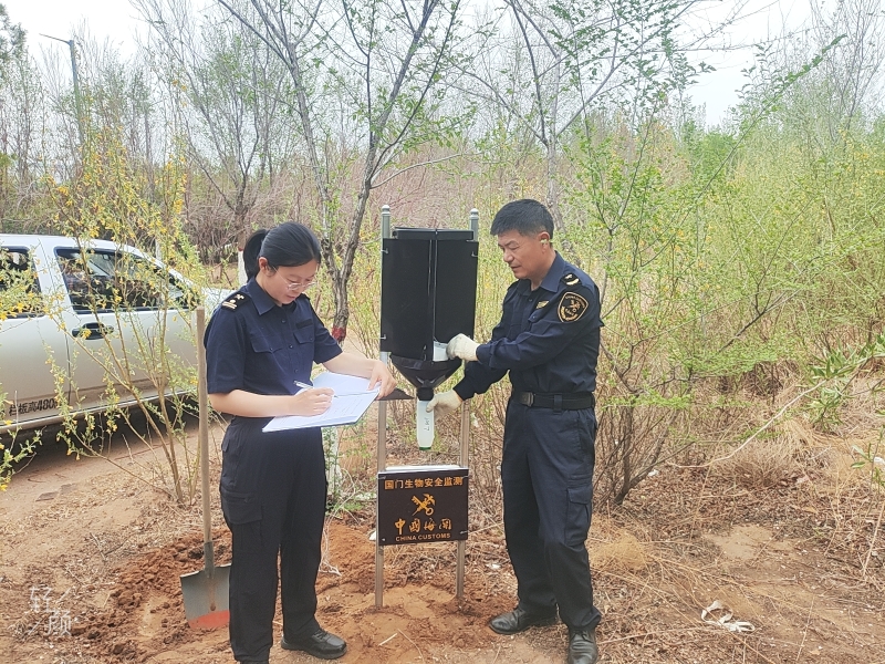 5月19日，二连海关开展林木害虫监测